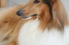 牧羊犬训练,从基础到进阶的实用技巧