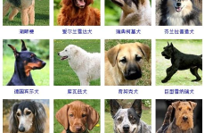 宠物狗的品种及图片,图解各品种特点与魅力